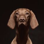 animals, vizsla, hunting dog, nature, portrait